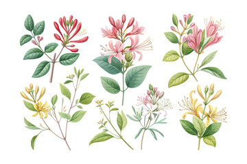 set of watercolor Honeysuckle Branch vector illustration isolated on white background