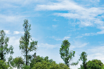 trees in the sky