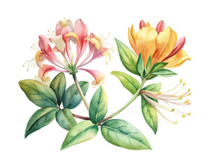 watercolor honeysuckle vector illustration isolated on white background