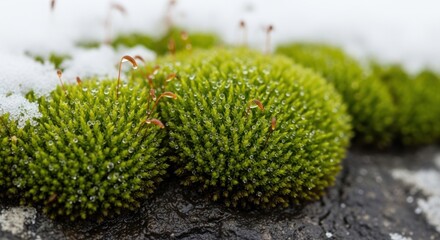 Close-up of dew-covered green moss on rock surface in winter