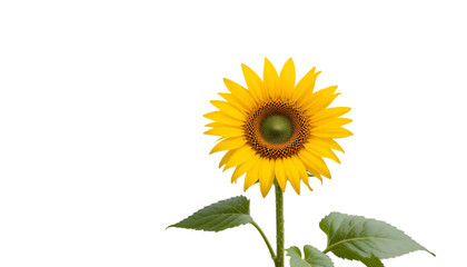 Fototapeta premium Sunflower bloom bright yellow petals green leaves isolated black background floral botanical nature garden against white transparent background