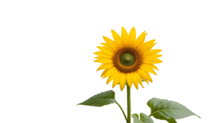 Sunflower bloom bright yellow petals green leaves isolated black background floral botanical nature garden against white transparent background