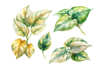 set of watercolor Golden Pothos Branch vector illustration isolated on white background