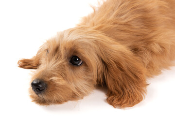 closeup of golden retriever puppy on white background,maltipoo dog