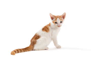 orange and white cute kitten isolated on white background.