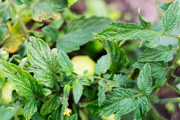 Fresh green leaves growing in natural herb garden closeup Tomatoes