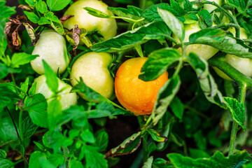 Green unripe tomatoes ripening to orange on vine in garden