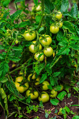 Bountiful Unripe Green Tomatoes on Healthy Garden Plant