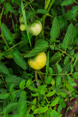 Vibrant Unripe Tomatoes with Dew Drops in a Lush Garden