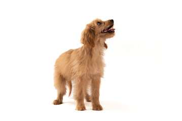 cute golden retriever puppy isolated on white background,maltipoo dog