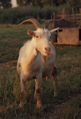 Funny white goat stands on green grass in the field and shows tongue. Animal walks on a village farm, grazes. Agricultural production, care of domestic animals, healthy milk. vertical