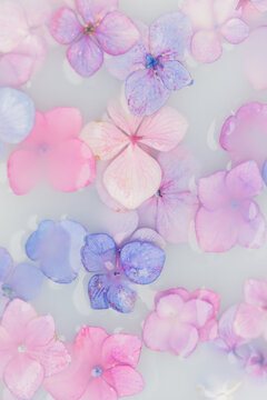 artistic pink and violet floral background with floating hortensia flowers in milk and water