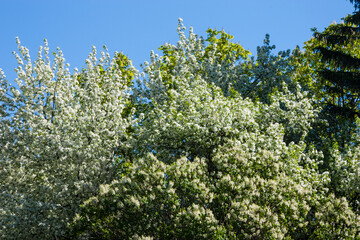 White cherry blossoms on the top of the tree against bright blue sky background. The spring bloom of the orchard