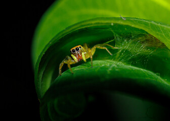 Macro view of spider peeking through dense webbing. Spider peering out from within a thick silk nest on a leaf. Dramatic lighting and sharp focus emphasize the creature’s subtle details.