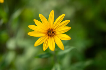 Gros plan de fleur jaune type marguerite jeune dans un jardin a Tampere en Finlande