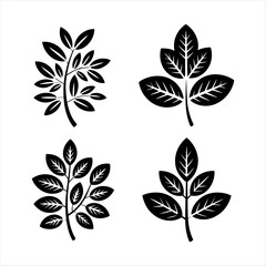 Obraz premium Black botanical leaf branches plant nature
