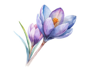 Fototapeta premium watercolor Crocus Branch vector illustration isolated on white background