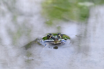 Kleiner Frosch schaut aus dem Wasser