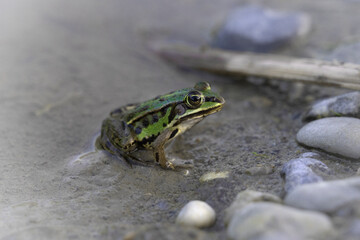sitzender Frosch
