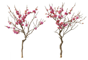 Two small flowering trees with pink blossoms