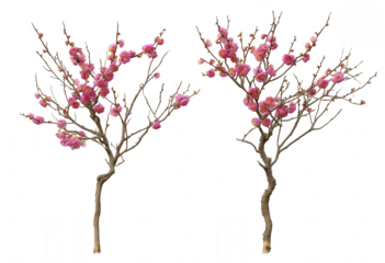 Two small flowering trees with pink blossoms