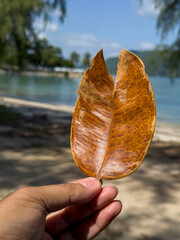 A hand holds up a textured, brown, decaying leaf, its intricate veins visible, against a sun-dappled beach, calm blue water, and lush greenery under a bright sky.