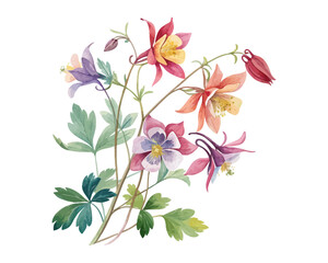 watercolor Columbine Branch vector illustration isolated on white background