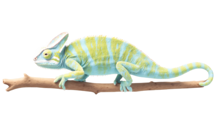 Illustration of a chameleon perches on a branch isolated on transparent background
