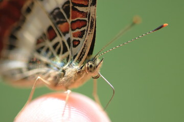 Obraz premium 【サカハチチョウ 手乗り】