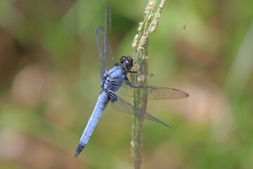 【オオシオカラトンボ】