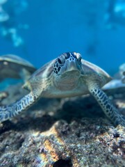 Turtle in Ad Dimaniyat Islands, Oman