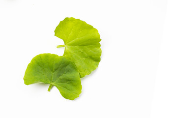 Gotu kola plant, Fresh green leaves of herb