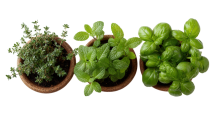 Fresh Herb Plants in Pots: A flat lay of fresh herb plants in pots like mint, thyme, and basil, isolated on a Transparent background, PNG file.