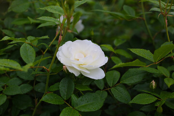 Obraz premium A beautiful rose bush in a public park in Japan