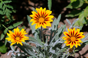 yellow gazania flowers in the garden

