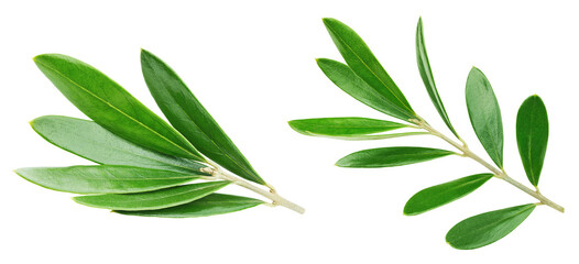 Olive leaf isolated on white background