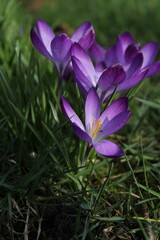 Purple crocus flowers