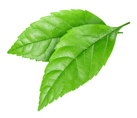 Green leaf isolated on white background