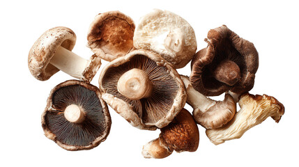 Fresh Organic Mushrooms: A flat lay of fresh organic mushrooms like portobello and shiitake, isolated on a Transparent background, PNG file.
