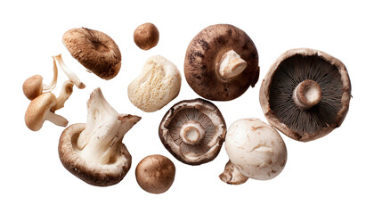 Fresh Organic Mushrooms: A flat lay of fresh organic mushrooms like portobello and shiitake, isolated on a Transparent background, PNG file.