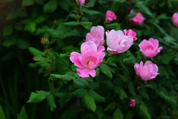 Pink roses blooming among glossy green leaves
