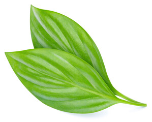 Green leaf isolated on white background
