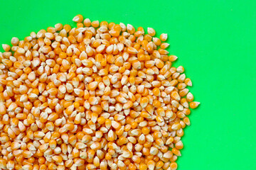 Yellow raw unpopped popcorn kernels