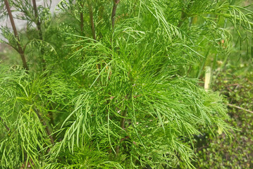 Green herbaceous plant with delicate leaves thriving in a sunny outdoor environment