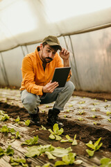 Farmer using tablet in greenhouse inspecting lettuces