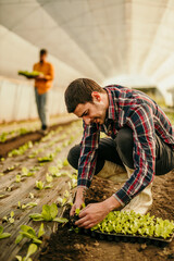 Farmer planting seedlings in greenhouse, sustainable agriculture and local food production