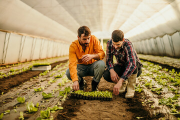 Two farmers discussing while examining seedlings in greenhouse