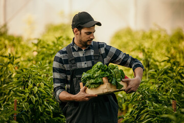 Farmer carrying crate of freshly picked vegetables in greenhouse