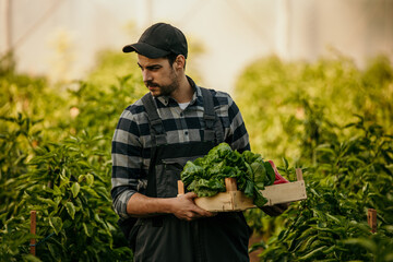 Young farmer carrying fresh harvested vegetables in wooden crate