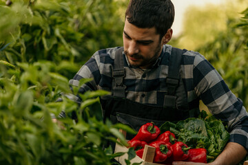 Young farmer harvesting fresh red bell peppers in organic garden